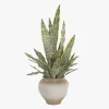 Vaso de cerâmica com Planta Sansevieria